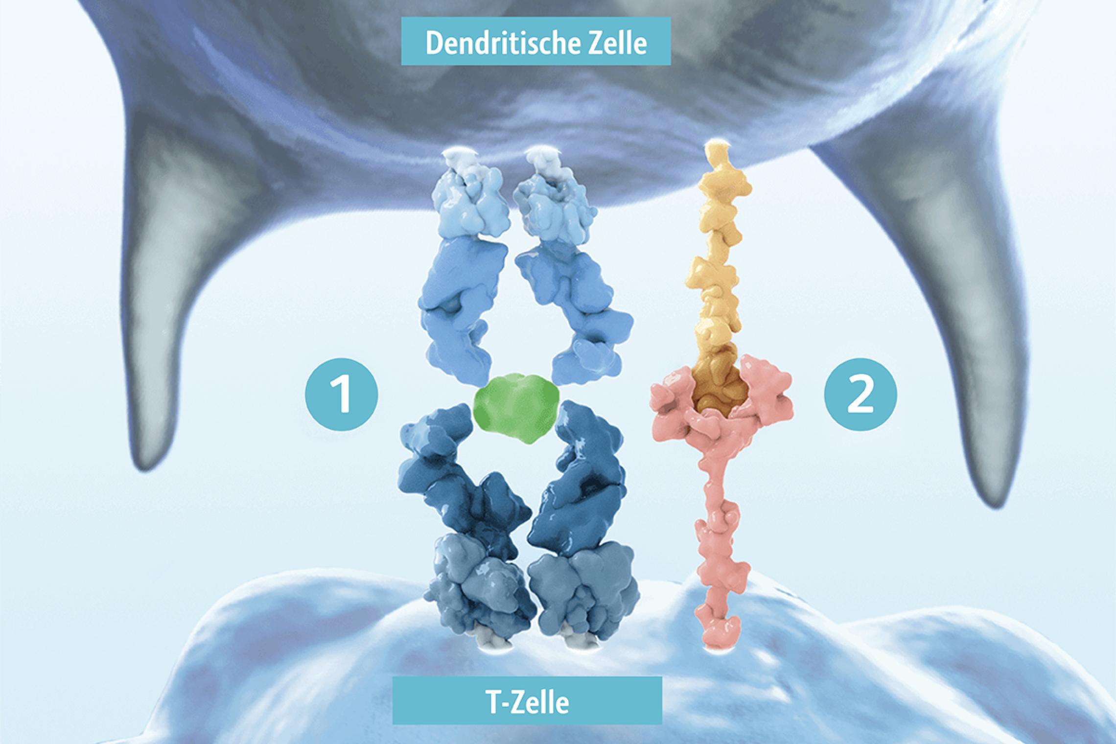 CARTZelltherapie Immunsystem und Immunevasion Fachportal für Onkologie BMSOnkologie